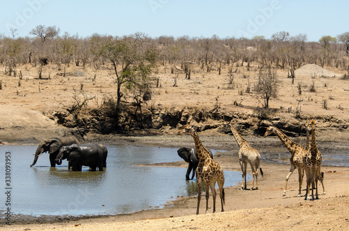 Girafe, Giraffa Camelopardalis, Eléphant d'Afrique; Loxodonta africana; Parc national Kruger, Afrique du Sud