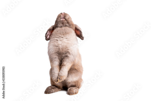 Brown fur rabbit Standing with 2 hind legs and looked up to the back  On white isolated background  to pet and animal concept.