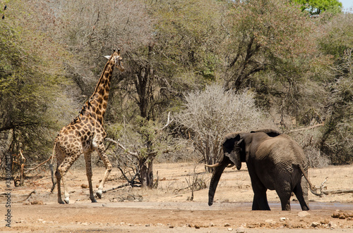 Girafe, Giraffa Camelopardalis, Eléphant d'Afrique  Loxodonta africana  Parc national Kruger, Afrique du Sud © JAG IMAGES