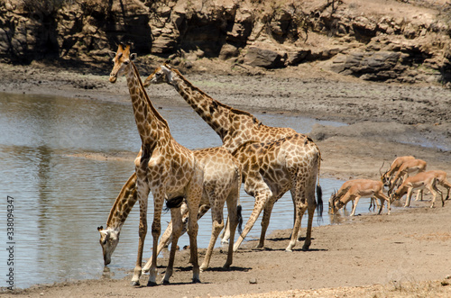 Girafe, Giraffa Camelopardalis, Impala, Aepyceros melampus, Parc national Kruger, Afrique du Sud © JAG IMAGES