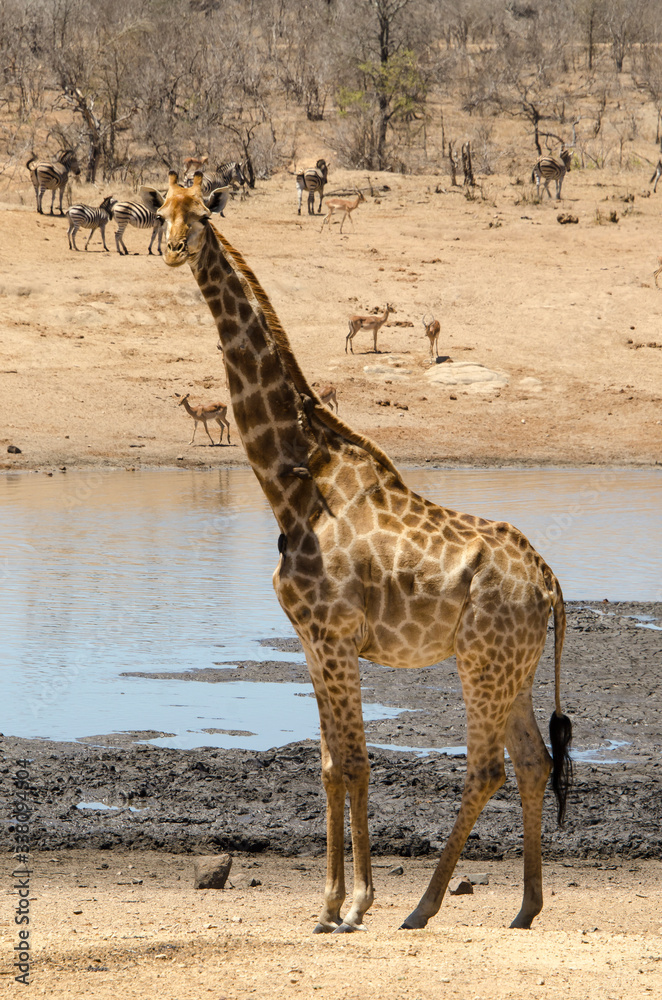 Fototapeta premium Girafe, Giraffa Camelopardalis, Parc national Kruger, Afrique du Sud