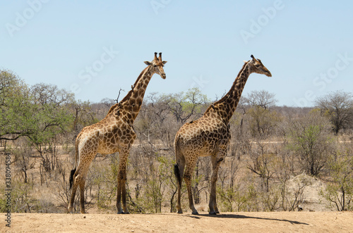 Girafe, Giraffa Camelopardalis, Parc national Kruger, Afrique du Sud © JAG IMAGES