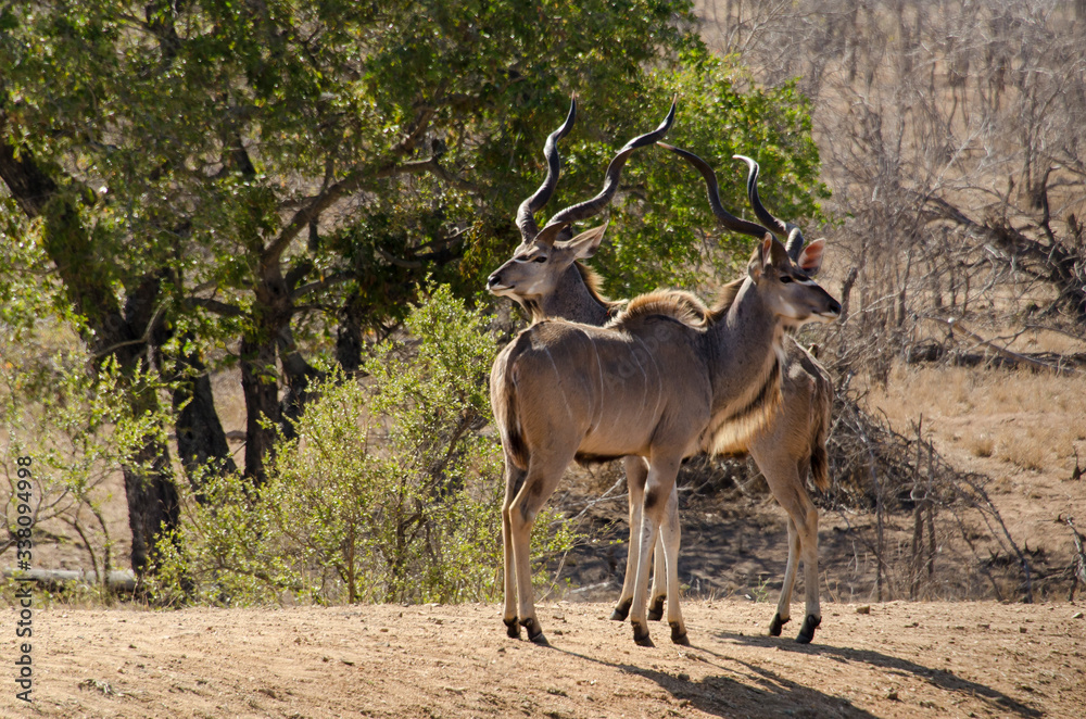 Grand koudou, Tragelaphus strepsiceros, mâle, Parc national Kruger, Afrique du Sud Grand koudou, Tragelaphus strepsiceros, mâle, Parc national Kruger, Afrique du Sud