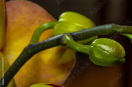 The unopened buds of the archidea photo