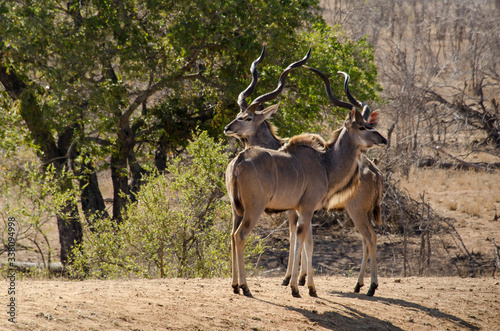 Grand koudou  Tragelaphus strepsiceros  m  le  Parc national Kruger  Afrique du Sud