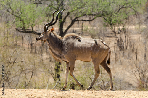 Grand koudou  Tragelaphus strepsiceros  m  le  Parc national Kruger  Afrique du Sud