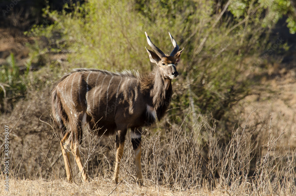Fototapeta premium Nyala, mâle, Tragelaphus angasii, Parc national Kruger, Afrique du Sud
