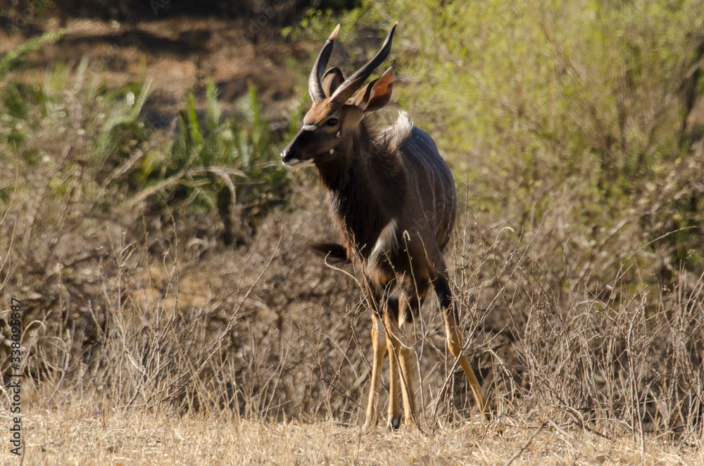Nyala, mâle, Tragelaphus angasii, Parc national Kruger, Afrique du Sud Nyala, mâle, Tragelaphus angasii, Parc national Kruger, Afrique du Sud