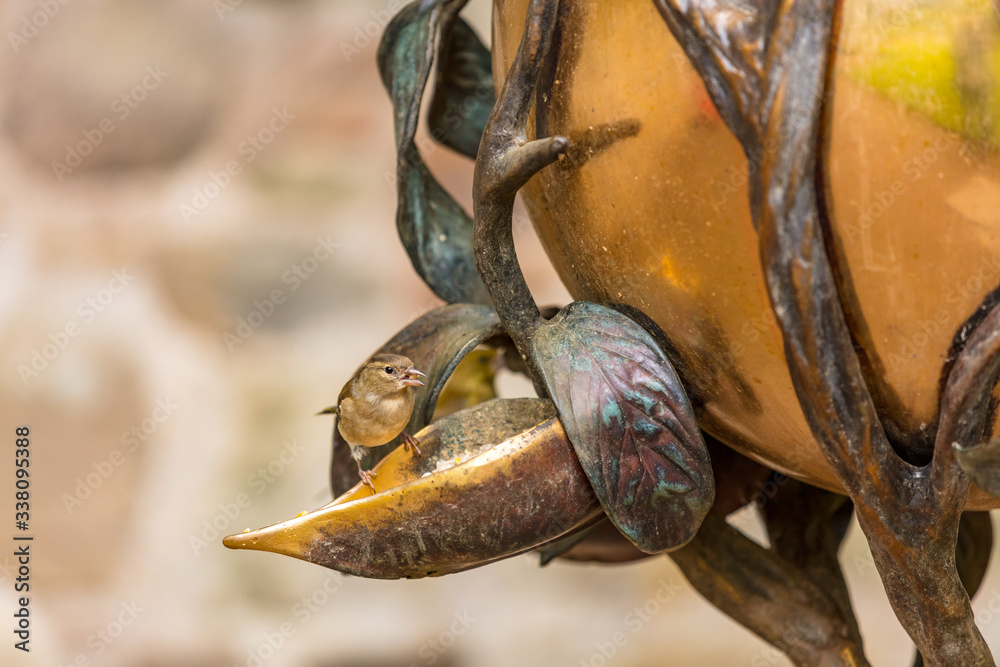 Vogelfutterstelle Vogelfutterstelle