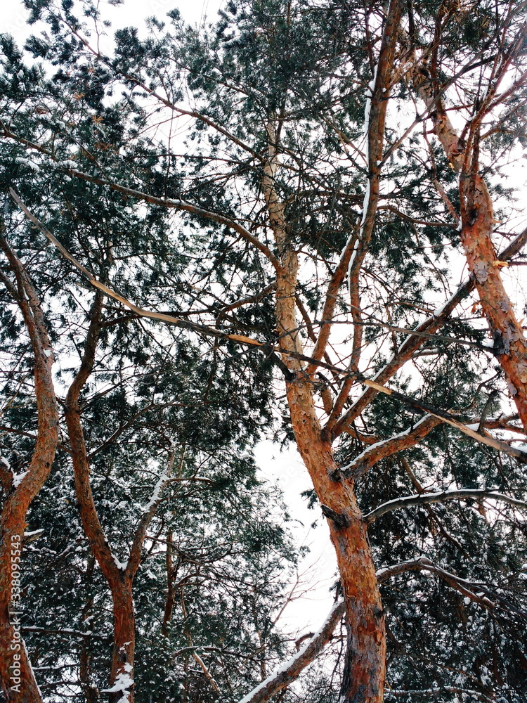 Obraz premium trees in winter