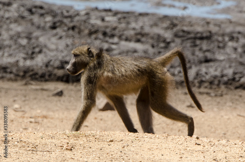 Babouin chacma, Papio ursinus , chacma baboon, Parc national Kruger, Afrique du Sud