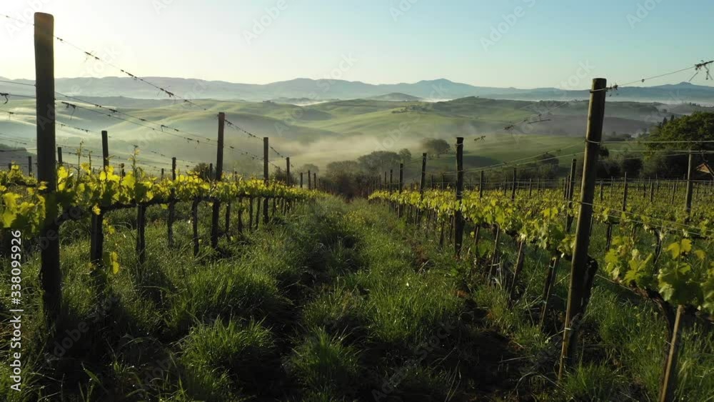 Tuscany Foggy Landscape. Misty Sunrise. Tuscany Vineyard. Vinery. Aerial View.