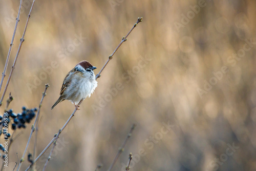 bird on a branch, sparrow on a branch