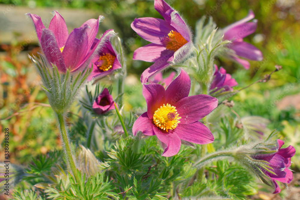 Fototapeta premium Küchenschelle, Kuhschelle