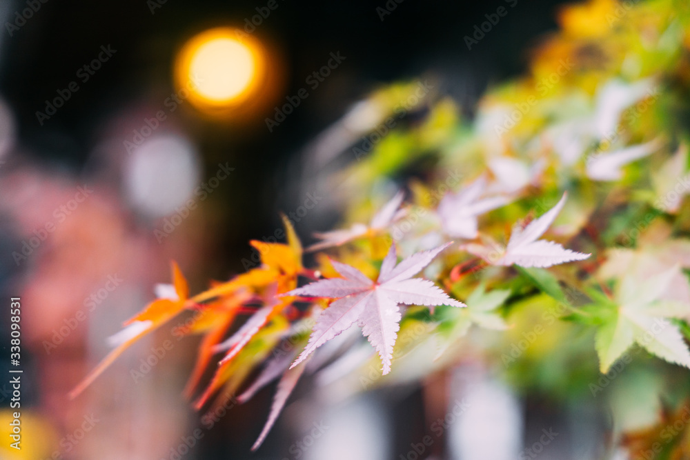 Red maple leaves in autumn season Red maple leaves in autumn season