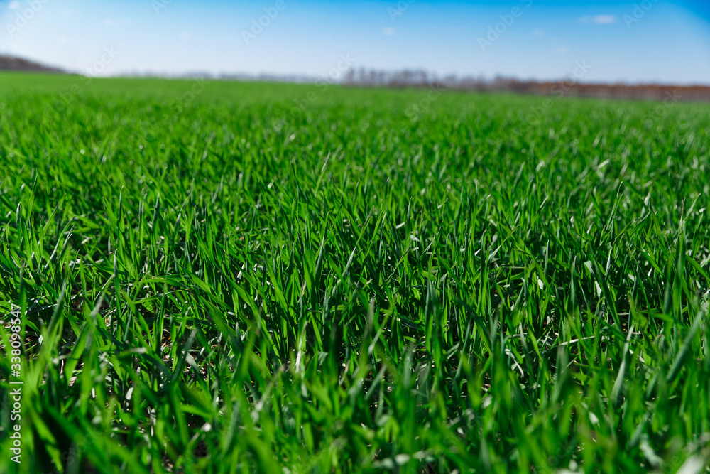 green grass grows on a field in spring