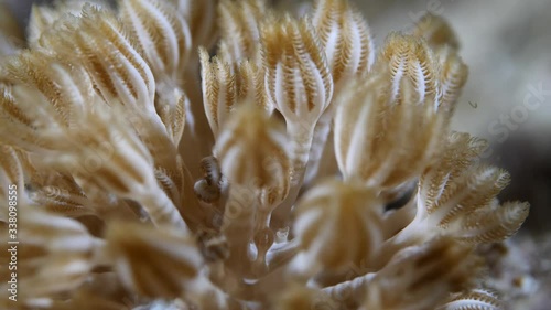 xenia corals pulse coral moving and opening underwater  tropical waters  photo