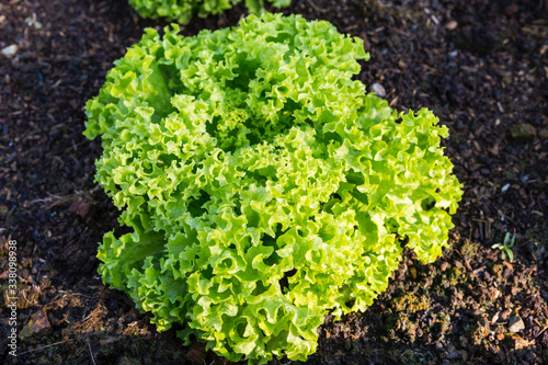 Fresh organic lettuce growing on the soil, vegetable garden, healthy food, morning outdoor day light