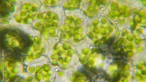 Chloroplast under a microscope. Cell division. Cell structure. Cell division. View of leaf surface showing plant cells under microscope. Virus infection. Green plant cells under microscope. GMO. DNA. photo