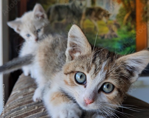 котята