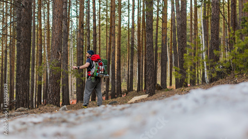 Hiker with a backpack in the coniferous forest. Back view.