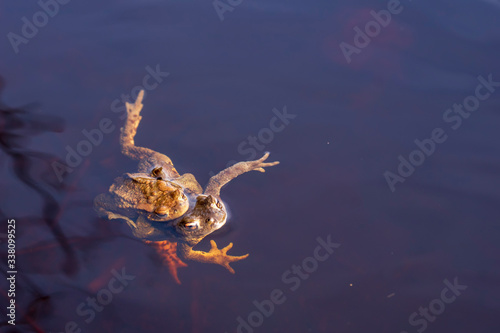 frog in water