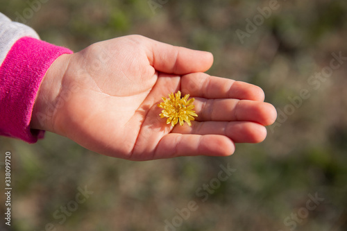 hand holds yellow dandelion flower

