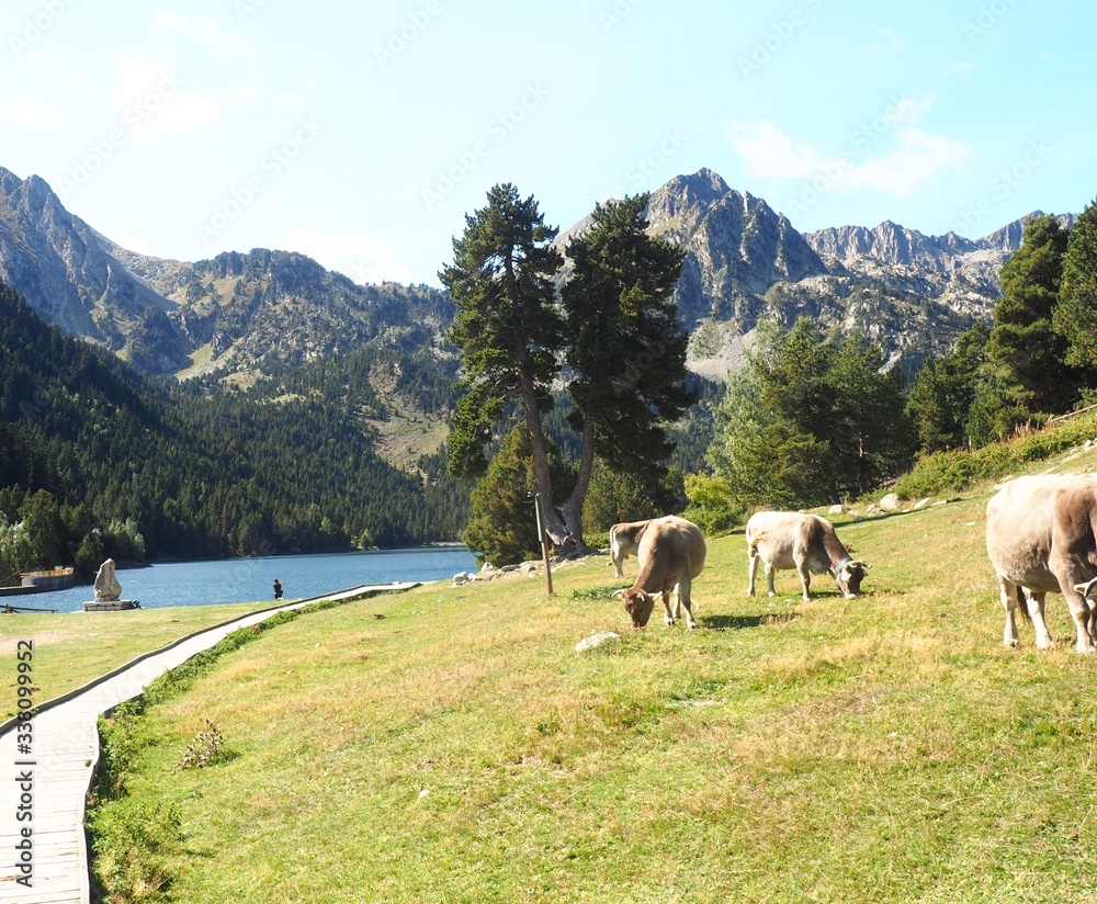 lago san mauricio a los pies de las montañas de pirineos aragoneses y vigilado por  las  vacas de la montaña, huesca, aragon, españa, europa