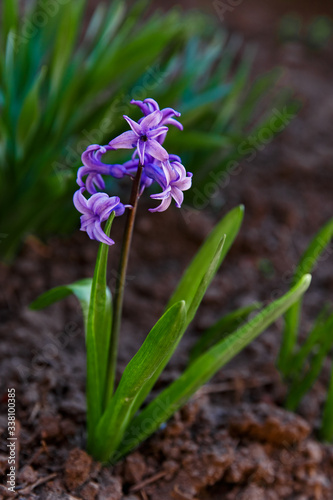 purple hyacinth flowers grow on a flower bed