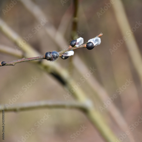Willow catcins on a twig