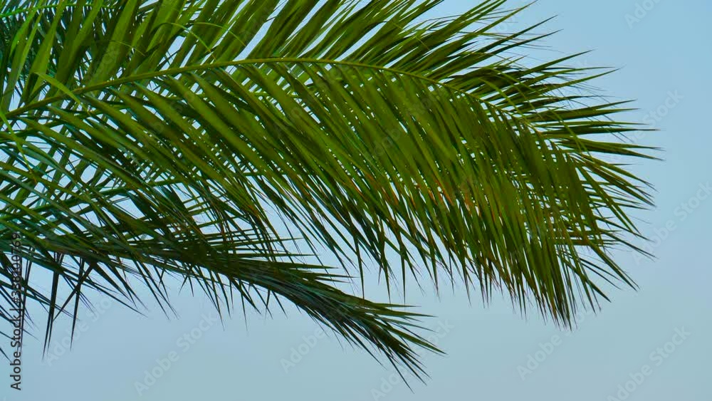 Branches of palm trees against the sky.