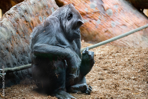 Family of Silverback gorillas in a zoo enclosure. Endangered eastern gorilla photo