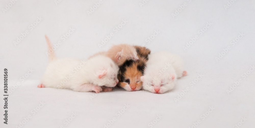 Newborn kitten on white background Newborn kitten on white background
