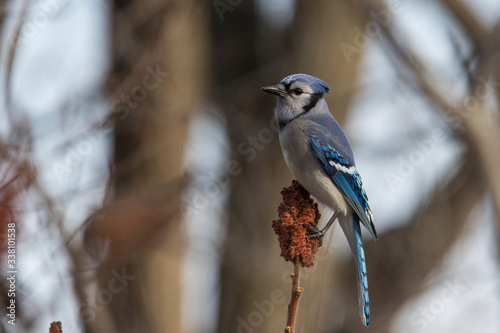 blue jay feeding with sumac photo