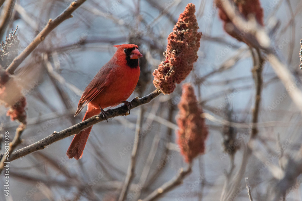 Male northern cardinal (Cardinalis cardinalis) feeding with sumac Male northern cardinal (Cardinalis cardinalis) feeding with sumac