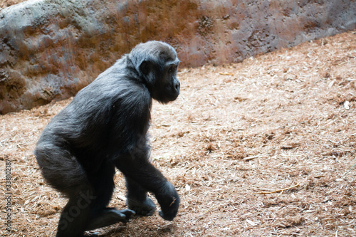 Family of Silverback gorillas in a zoo enclosure. Endangered eastern gorilla photo