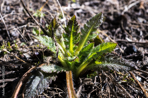 fresh green leaves of spring grass 