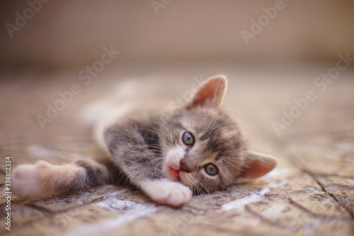 Fototapeta Naklejka Na Ścianę i Meble -  Lovely gray kitten lying on the stone floor in the courtyard, a beautiful portrait of a cute little kitten