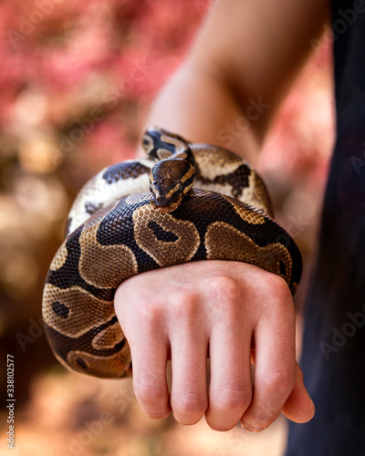 python, Boa Constrictor in the hands of man photo