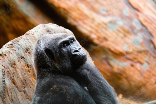 Family of Silverback gorillas in a zoo enclosure. Endangered eastern gorilla