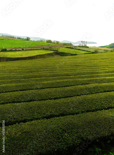 Tea plantation in Cha Gorreana. Sao Miguel, Azores, Portugal, Europe