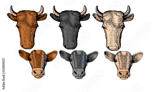 Head of a cow and calf calf. Set. Black, red and white rocks. Front view. Retro style. Label design for farmer products.
Vector is isolated on a white background. Hand drawing.