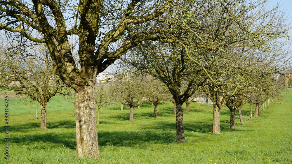 Fototapeta premium Baumreihe im Frühling