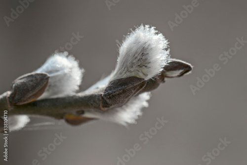 Salix flower close-up in the rays of the bright sun. A photo of nature in early spring. Easter cards and backgrounds.