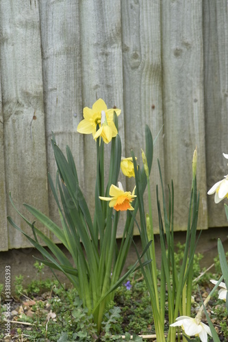 Fototapeta Naklejka Na Ścianę i Meble -  daffodils in a row