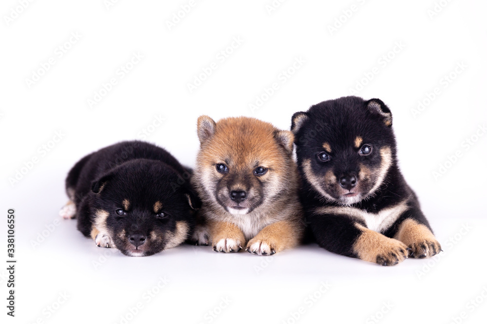 Three Shiba Inu on a white background. Shiba Inu, black and tan, brown. Shiba Inu is a Japanese dog that is famous all over the world.