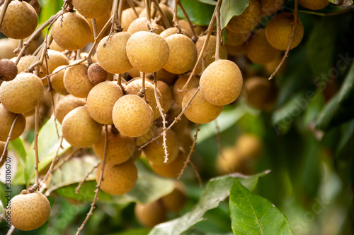 Fresh longan fruit hanging on branch with green leaves ready to harvest in longan agriculture farm. Selective focus.