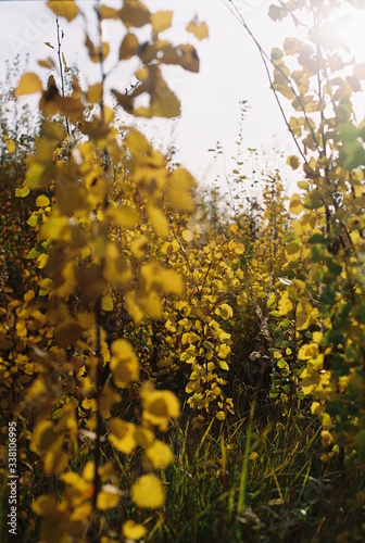 yellow leaves
