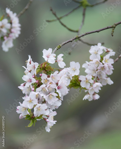 cherry tree blossom © Mihai