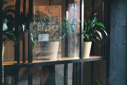 window with flowers